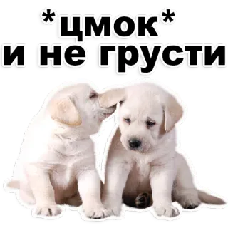 😏 f46e12fb *Цмок* и не грусти Hund, Welpe, süß, Kuss, liebevoll telegram sticker