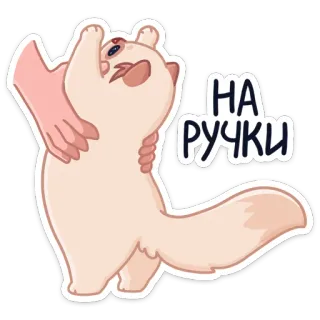 🐾 22f126b8 НА РУЧКИ cat, cute, animal, pet, funny, lift, hands telegram sticker