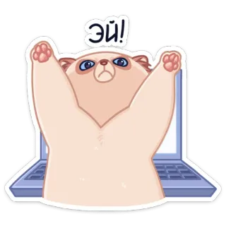 😠 53ae8c66 Эй! cat, laptop, russian, hey, cute, animal telegram sticker