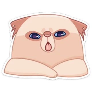 😛 ed876281 cat, grumpy, feline, animal, cute, pet, kitten telegram sticker