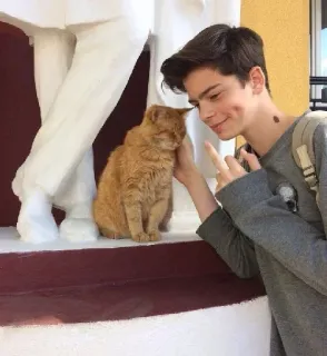 🖕 147f139d gato, animal de estimação, animal, adolescente, menino, amigável telegram sticker