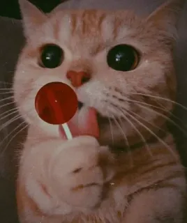 🍃 1957d1dc gato, pirulito, fofo, animal, animal de estimação, doce, doce telegram sticker