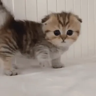 😇 1bfab45d ลูกแมว, แมว, น่ารัก, สัตว์, แมวบ้าน, สัตว์ตระกูลแมว whatsapp sticker