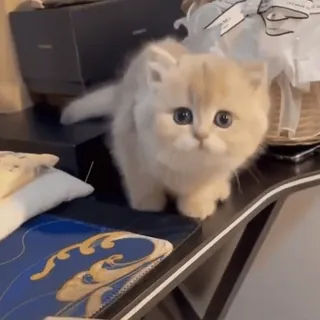 😖 2a517004 แมว, ลูกแมว, น่ารัก, สัตว์, สัตว์เลี้ยง, แมวบ้าน whatsapp sticker