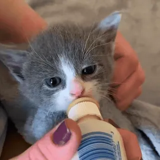 🍼 2fbb457a ลูกแมว, แมว, สัตว์, สัตว์เลี้ยง, ขวดนม, การให้อาหาร whatsapp sticker