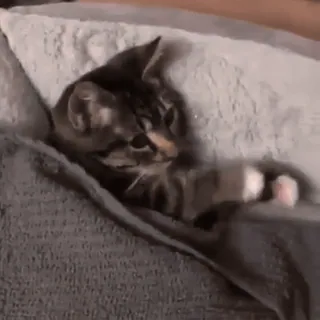 🧸 3b648230 แมว, ลูกแมว, สัตว์, สัตว์เลี้ยง, น่ารัก, เลี้ยงในบ้าน, เตียง, นอนหลับ whatsapp sticker