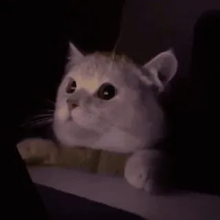 🙀 3dd8e2ce แมว, สัตว์, สัตว์เลี้ยง, น่ารัก, แมวบ้าน whatsapp sticker