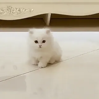 🥺 56583672 ลูกแมว, แมว, สีขาว, ปุย, สัตว์เลี้ยง, สัตว์, น่ารัก whatsapp sticker