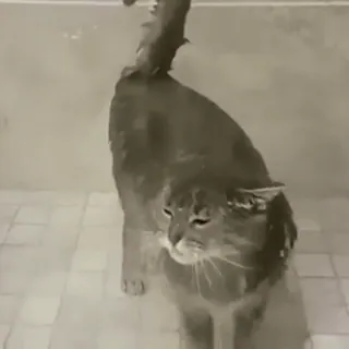 🚿 726e23e7 แมว, สัตว์, สัตว์เลี้ยง, ฝักบัว, อาบน้ำ whatsapp sticker