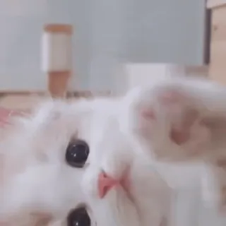 🐾 78fa0866 แมว, ลูกแมว, น่ารัก, สัตว์, สัตว์เลี้ยง whatsapp sticker