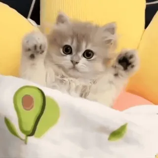 👋 94fcb309 แมว, ลูกแมว, น่ารัก, สัตว์, สัตว์เลี้ยง, น่าเอ็นดู, อะโวคาโด whatsapp sticker