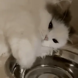 🥱 a2277967 แมว, น่ารัก, สัตว์, สัตว์เลี้ยง, ปุย whatsapp sticker