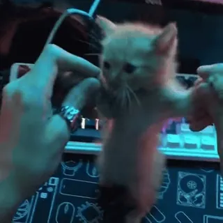 🤩 a6fe7297 แมว, ลูกแมว, สัตว์, น่ารัก, สัตว์เลี้ยง, ตลก, มีม whatsapp sticker