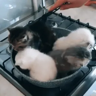 🔥 a95fdbef ลูกแมว, แมว, เตา, ทำอาหาร, น่ารัก, สัตว์, สัตว์เลี้ยง whatsapp sticker