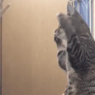 👨‍🦳 af3a5796 แมว, สัตว์, สัตว์เลี้ยง, สัตว์บ้าน, สัตว์ตระกูลแมว whatsapp sticker