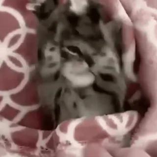 🥱 c61b1845 แมว, น่ารัก, สัตว์, สัตว์เลี้ยง, ผ้าห่ม whatsapp sticker