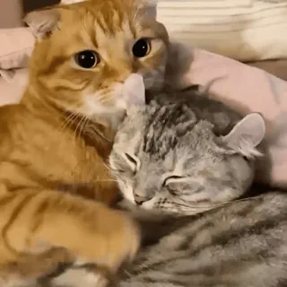 🤗 ca194f44 แมว, สัตว์, สัตว์เลี้ยง, มิตรภาพ, น่ารัก, สัตว์เลี้ยง, แมว whatsapp sticker