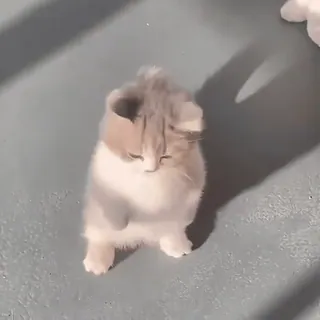 😨 d2a77539 แมว, ลูกแมว, สัตว์, น่ารัก, น่าเอ็นดู whatsapp sticker