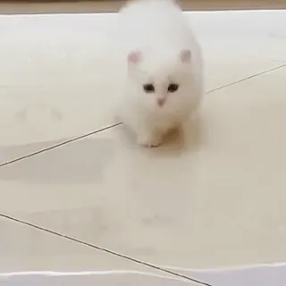 🏃 dbf1dd41 แมว, ลูกแมว, สีขาว, น่ารัก, สัตว์, สัตว์เลี้ยง, ปุย whatsapp sticker
