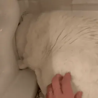 🚾 df6c42ef แมว, แมวขาว, สัตว์เลี้ยง, สัตว์, สัตว์เลี้ยง, อ่างล้างจาน whatsapp sticker