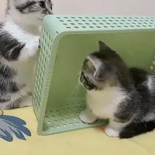 🤕 f1e5cac7 ลูกแมว, แมว, สัตว์, น่ารัก, สัตว์เลี้ยง whatsapp sticker