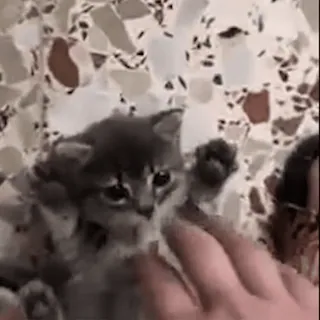 🥰 f491704b ลูกแมว, แมว, สัตว์เลี้ยง, น่ารัก, สัตว์, เล็ก whatsapp sticker