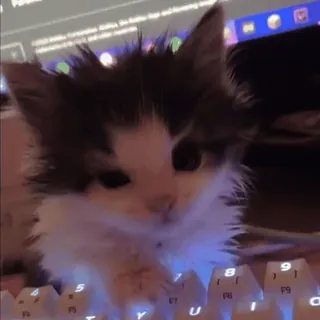 🎮 fce79ed9 ลูกแมว, แมว, คีย์บอร์ด, สัตว์, สัตว์เลี้ยง, น่ารัก whatsapp sticker