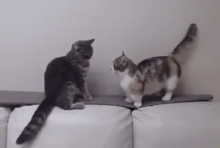 👍 0cdc2f23 kat, dier, huiskat, huisdier, schattig, zoogdier telegram sticker