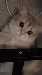 👊 2ecdc5e8 kat, kitten, schattig, dier, huisdier telegram sticker