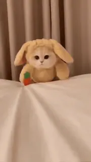 Pussies Pack #2 @LegendaryKeys telegram stickers