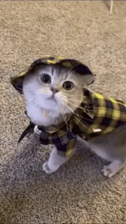 Pussies Pack #2 @LegendaryKeys telegram stickers