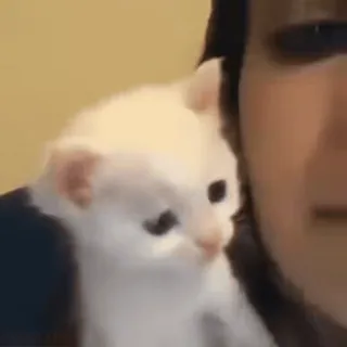 😘 e57b620b kitten, kat, wit, dier, schattig, huisdier telegram sticker