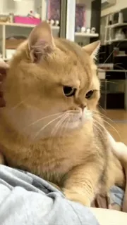 🙄 f6b3d3bc kat, schattig, dier, huisdier, tam, katachtig telegram sticker