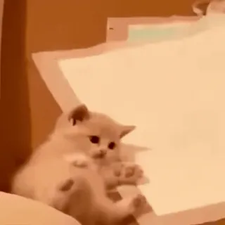 🐱 0086f965 猫, 子猫, 可愛い, 動物, ペット, 小さい, ネコ telegram sticker