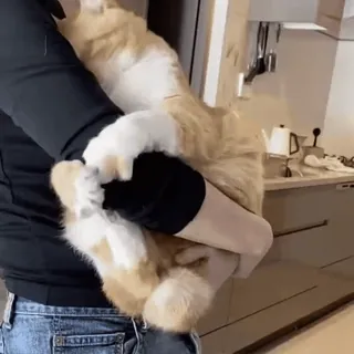 🤗 3432d948 猫, ペット, ペット, 動物, ネコ科, オレンジ猫 telegram sticker