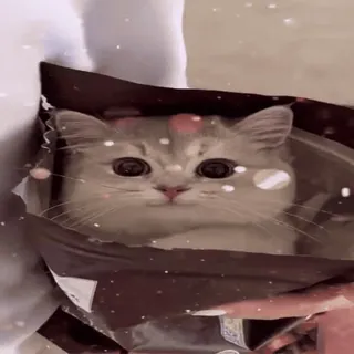 😼 46483277 猫, 子猫, 可愛い, 動物, ペット, 家畜, ふわふわ telegram sticker