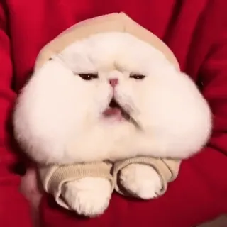 😋 4ba50cd9 猫, かわいい, 動物, 面白い, ペット, ふわふわ, 子猫 telegram sticker