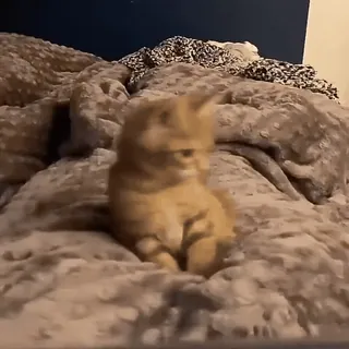 🙀 51878b92 猫, 子猫, オレンジ色の猫, ペット, 動物, 飼い猫, かわいい, ネコ科 telegram sticker