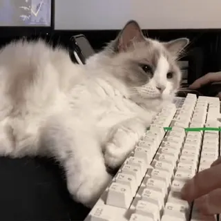 😴 59625baf 猫, キーボード, タイピング, ペット, 動物, かわいい, コンピューター telegram sticker