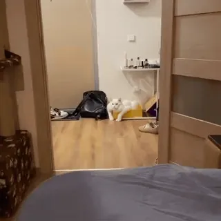 💪 718962fd 猫, ペット, 家畜, 動物, 哺乳類, ネコ科 telegram sticker