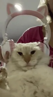 🎧 8bf91bb4 猫, ヘッドホン, 動物, 子猫, かわいい, ペット telegram sticker