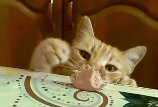 Kitty 2 | @StickersUnderPivo whatsapp stickers