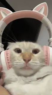 🎧 a6447ace 猫, ヘッドホン, 動物, ペット, 子猫 telegram sticker