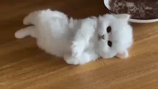 🥺 aff80a9f 子猫, 猫, 動物, かわいい, 白, ふわふわ, ペット telegram sticker