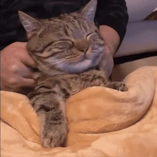 😻 b67dd5ec 猫, ペット, 動物, かわいい, 家畜, ネコ科, 縞模様 telegram sticker