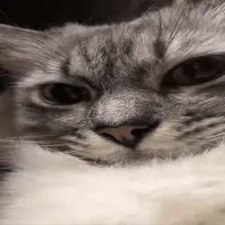 ☺️ bb1f0e13 猫, 動物, グレー猫, ペット, 飼い猫, ネコ科 telegram sticker