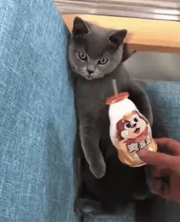 🧃 ce6ecdf9 猫, 子猫, 飲み物, 動物, ペット, かわいい telegram sticker