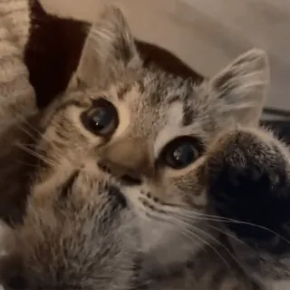 😸 cf7813d1 猫, 動物, 子猫, かわいい, ペット, ネコ科 telegram sticker