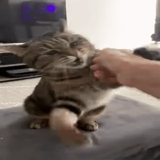 🌟 f5e043ac 猫, 動物, ペット, 子猫, 飼い猫, 縞模様 telegram sticker