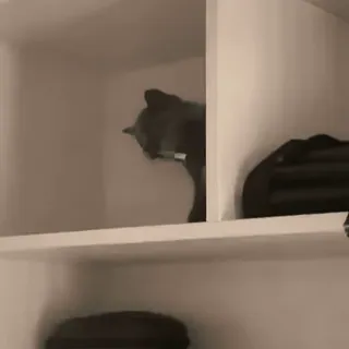 Kitty 2 | @StickersUnderPivo whatsapp stickers